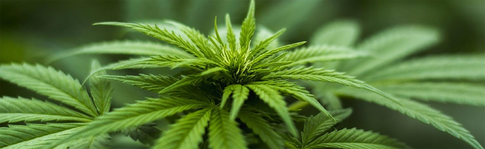 cbd-nutrition-wer-wir-sind