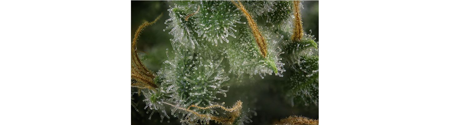 cbd-nutrition-cbd-blogs-was-sind-cannabis-trichome