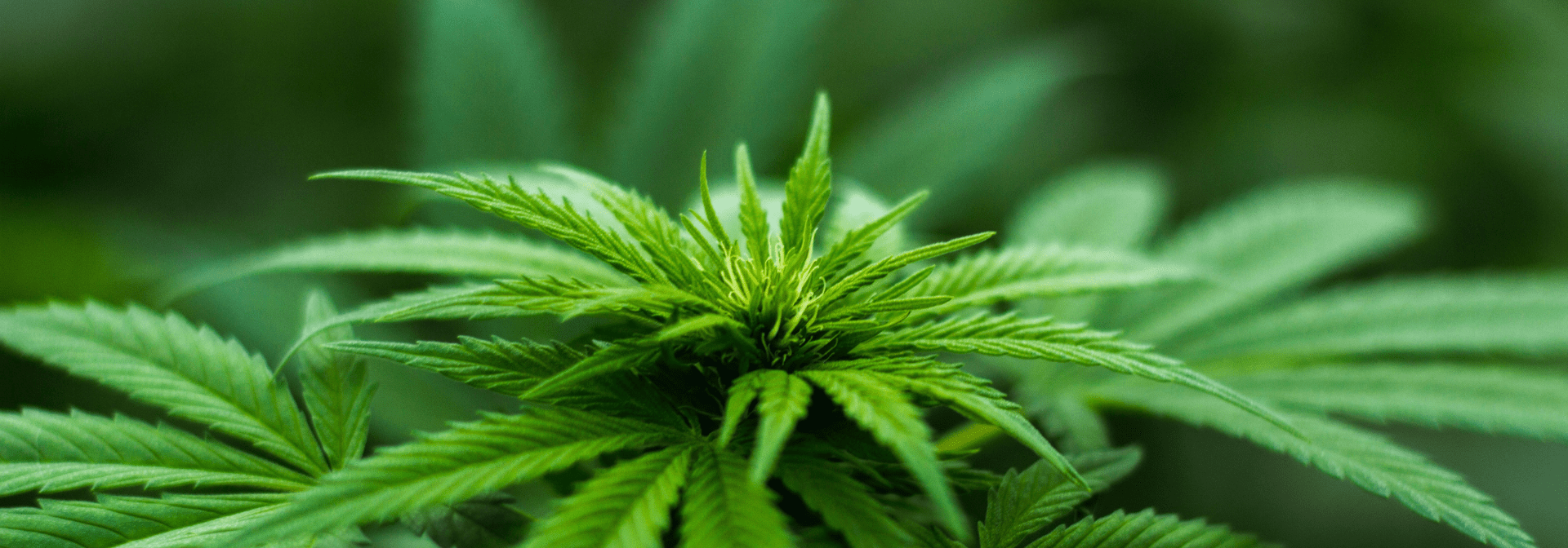 Hanfpflanze aus der HHC gewonnen wird